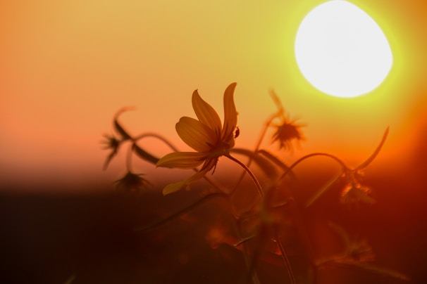 A beautiful sunset backdrop with silhouettes of flowers.