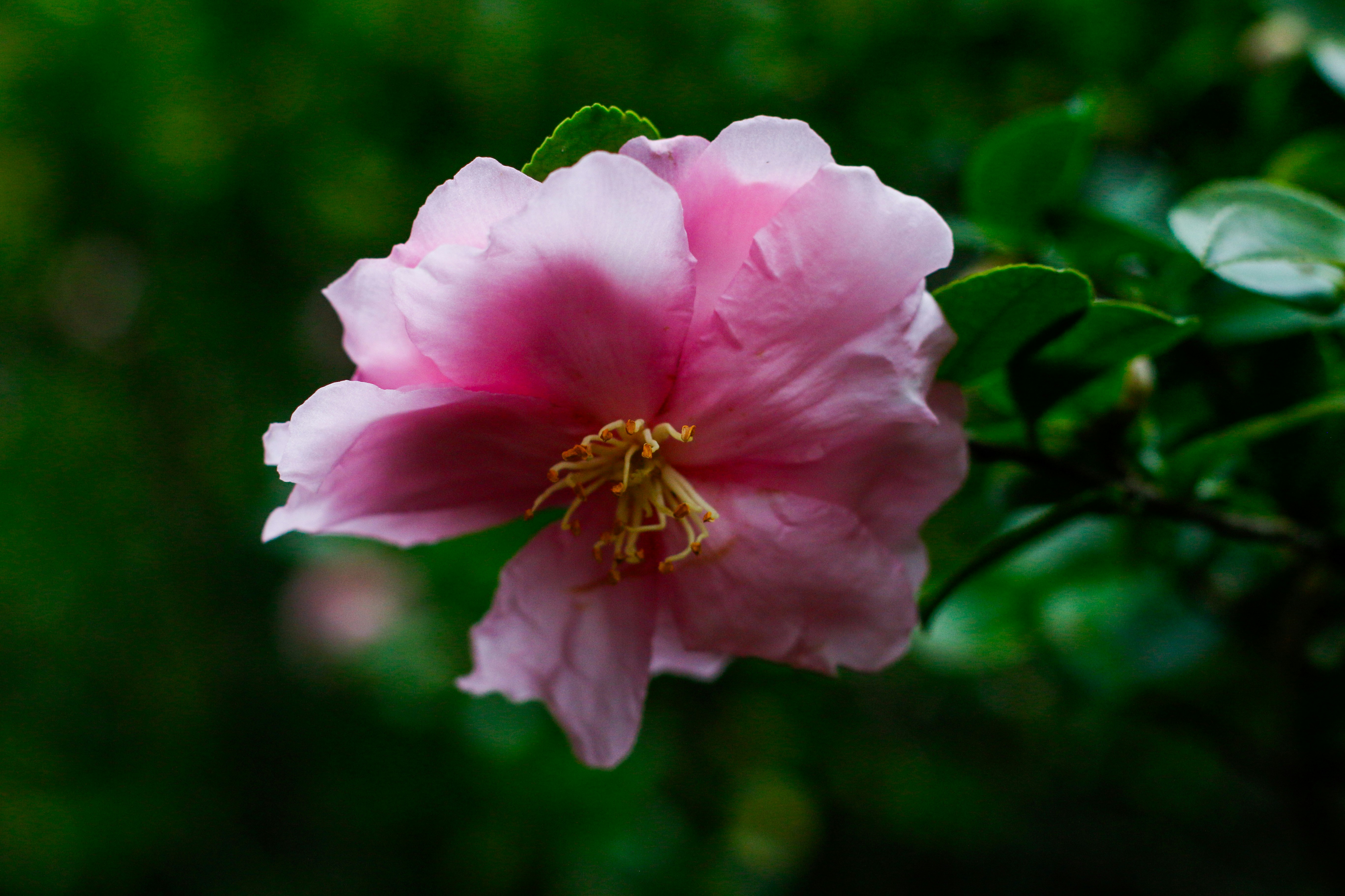 Photo by alla_kemelmakher