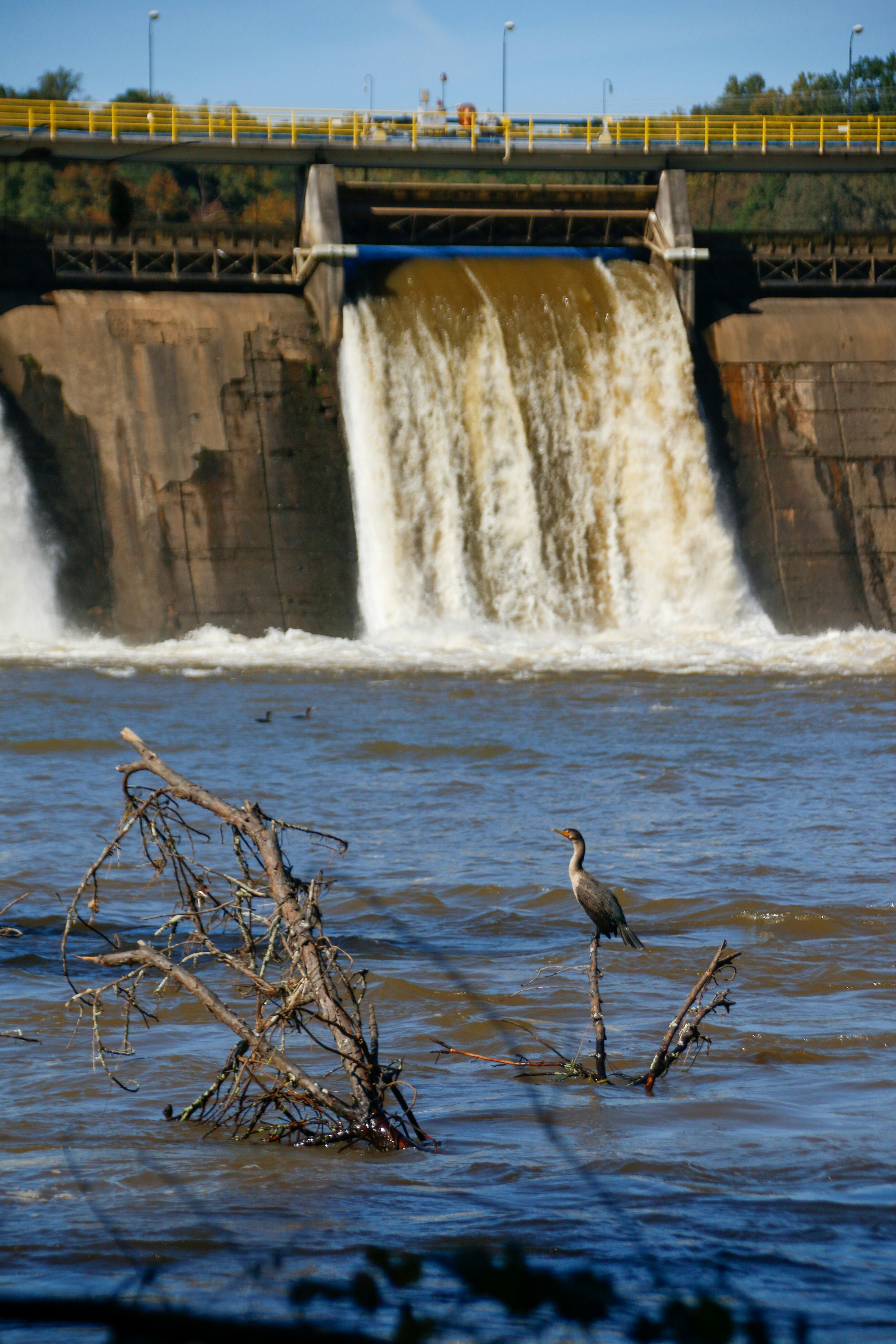 Ein Vogel steht im Wasser in der Nähe eines Damms