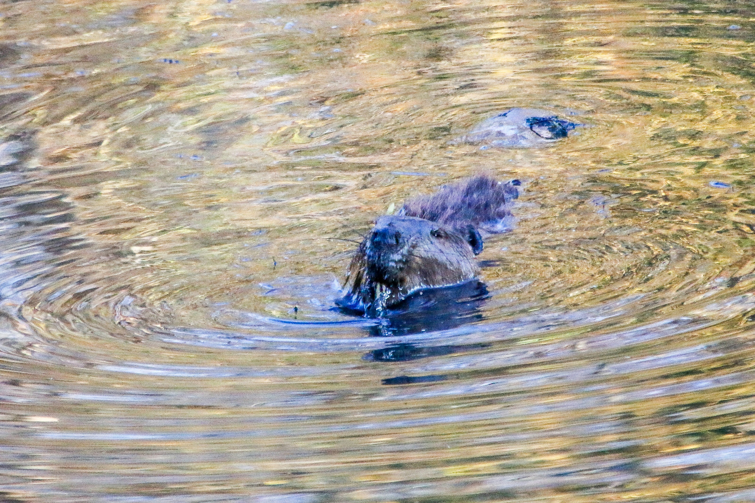 Photo by alla_kemelmakher