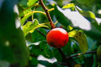 A ripe, orange-red fruit is hanging on a tree branch surrounded by lush green leaves. The leaves have a few spots and are dappled with sunlight, suggesting a sunny orchard setting.