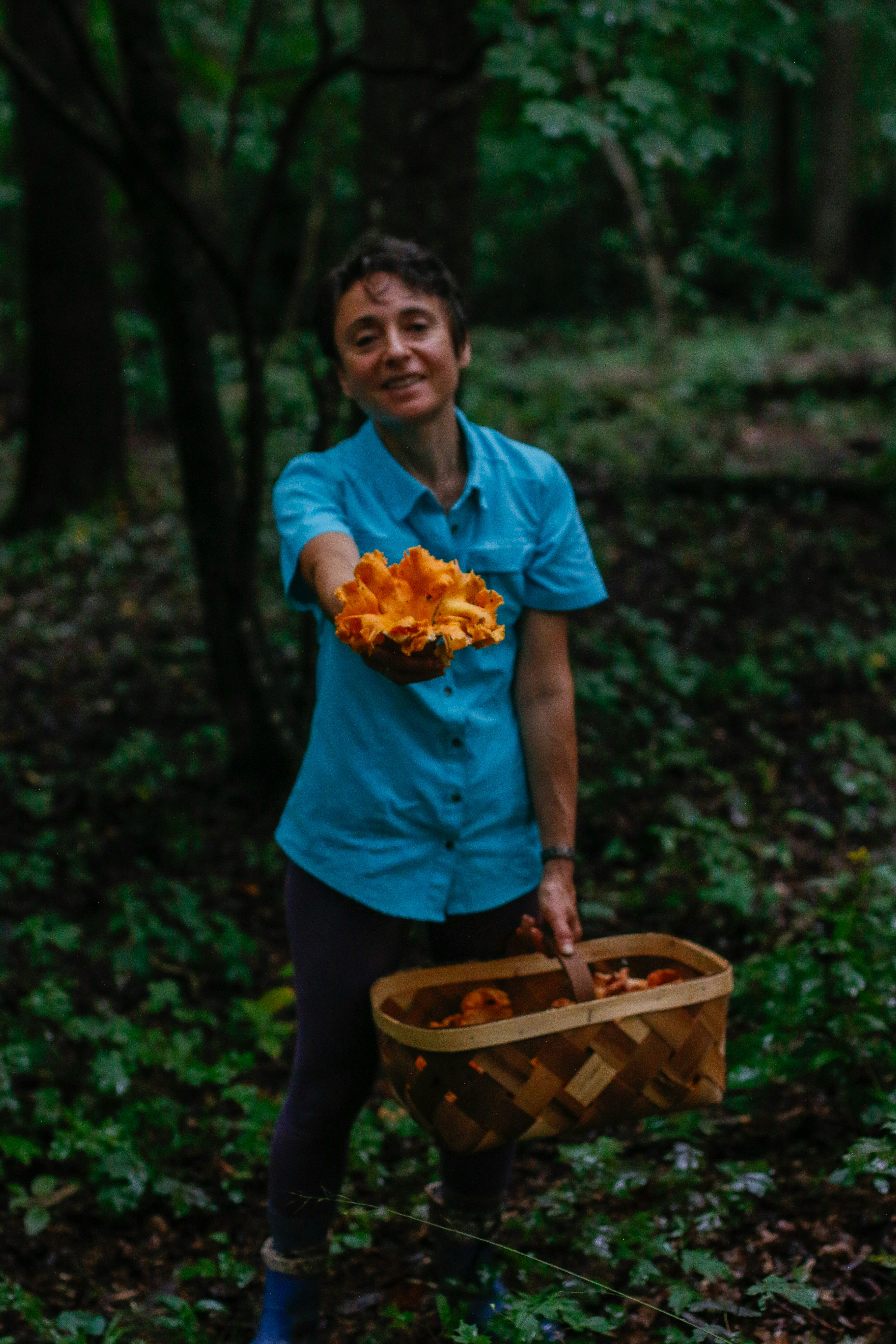 Forager using a knife to harvest chanterelle mushrooms
