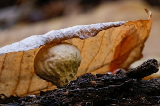 A mushroom is growing under a dried, brown leaf, resting on a piece of dark, textured wood. The scene is set in a natural, earthy environment.