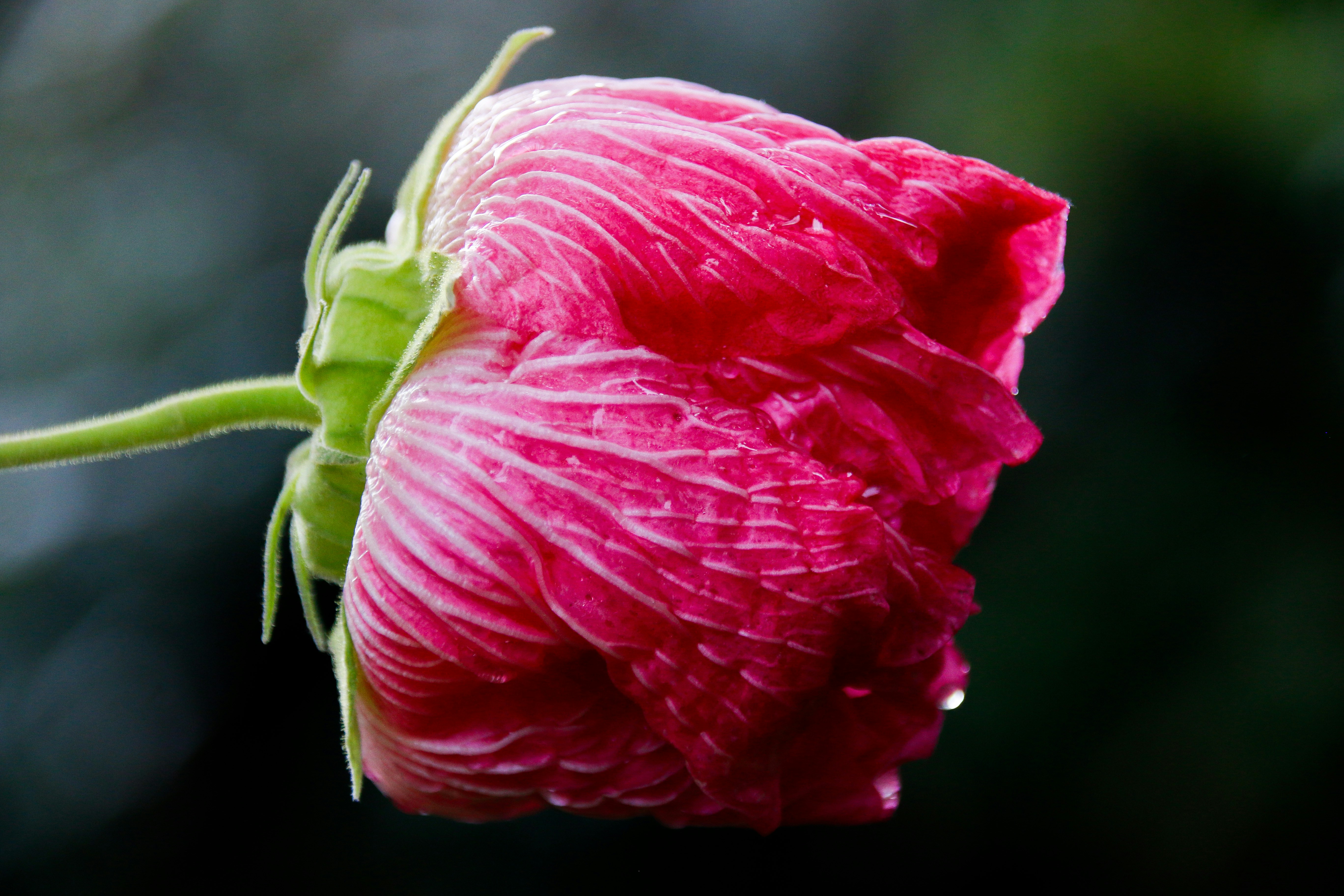 Photo by alla_kemelmakher