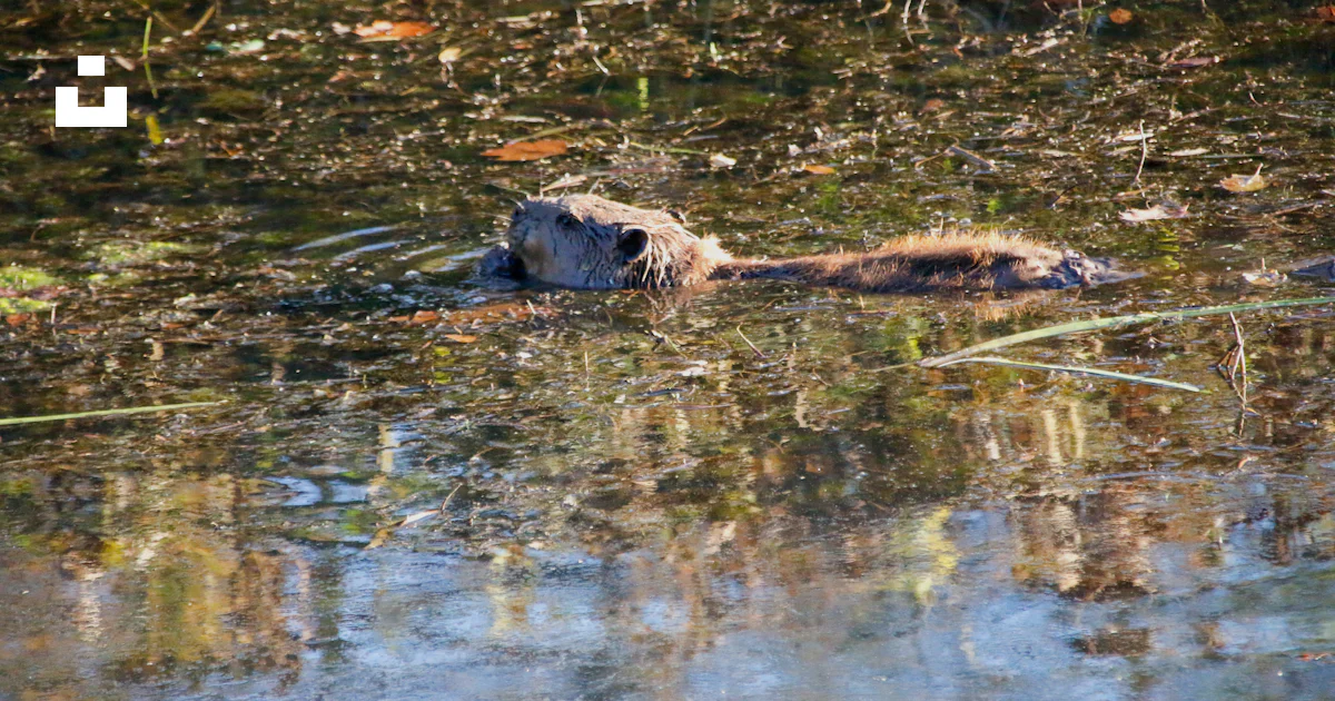Dead Leopard Floating A dead animal floating in a body of water photo – Free Land Image on ...