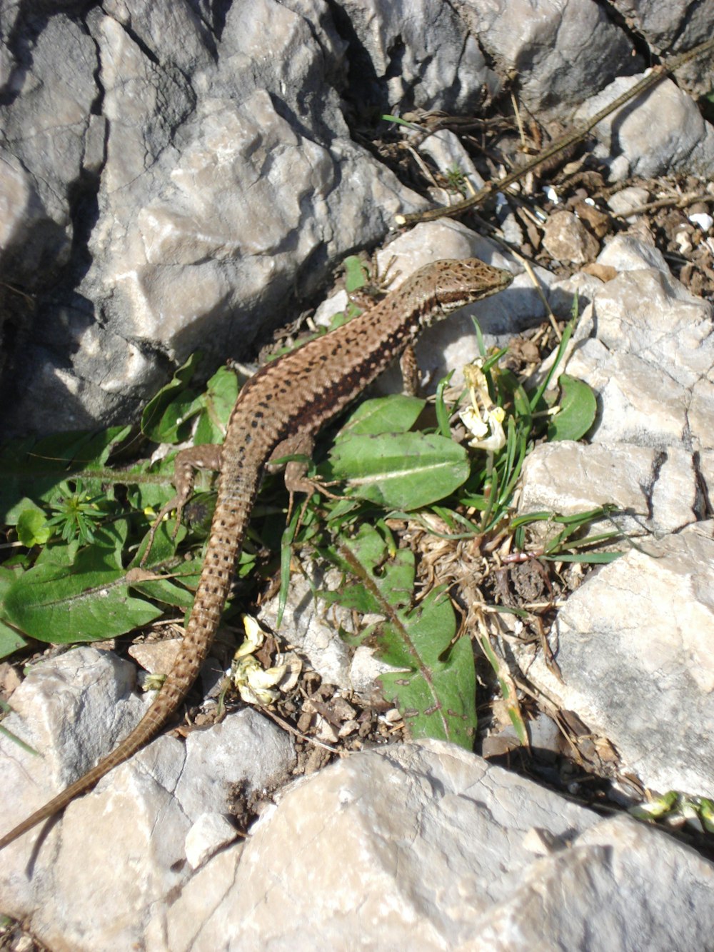 um lagarto que está deitado em algumas rochas
