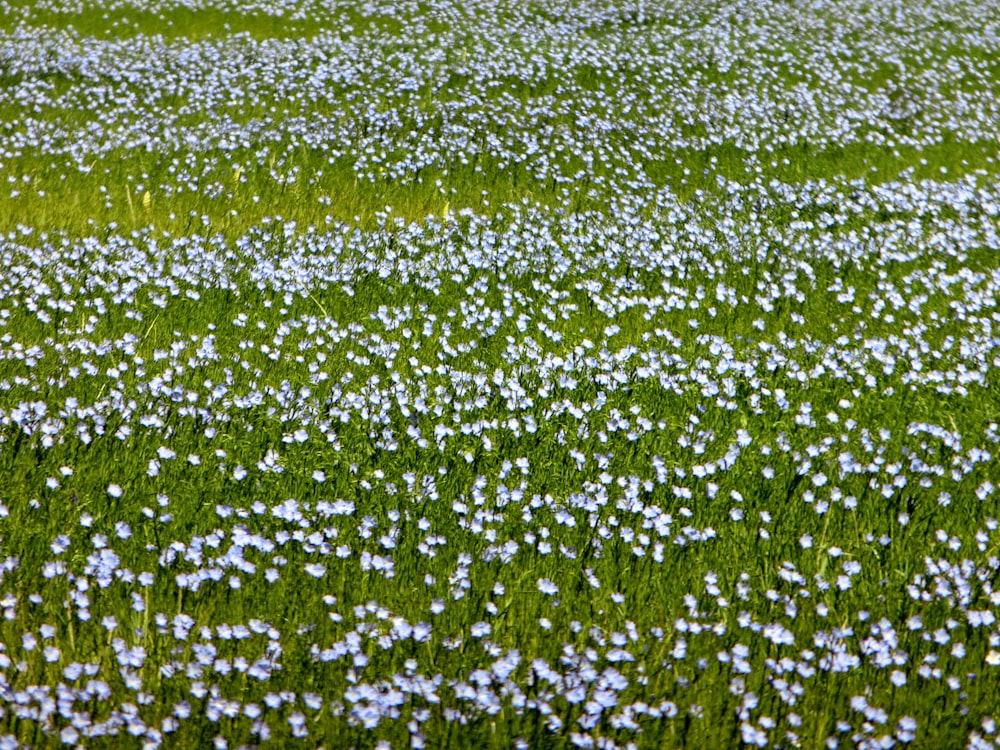 a field full of blue flowers and green grass