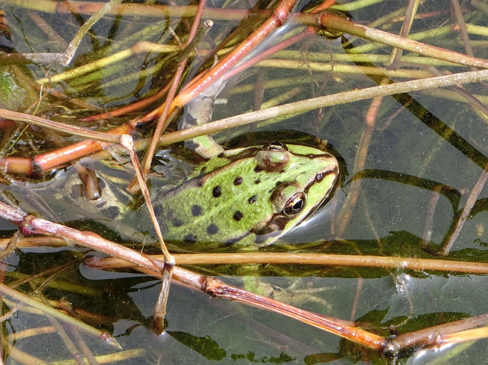 a frog sitting on top of a body of water