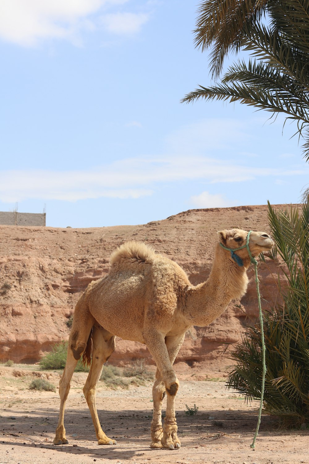 a camel standing in the desert with a palm tree