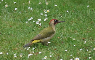 Зелен кълвач на тревна площ в градина в Куртово Конаре.
