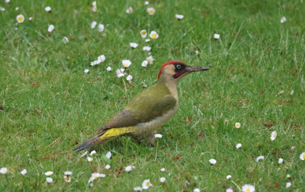 Зелен кълвач на тревна площ в градина в Куртово Конаре.