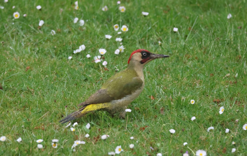 a bird standing on a lush green grass covered field