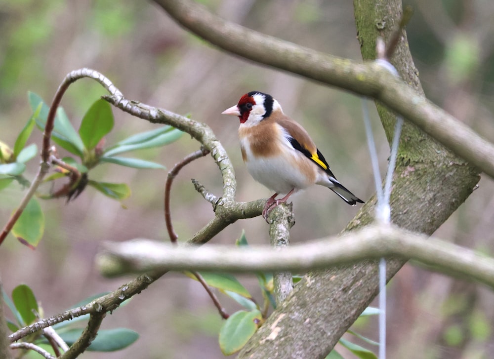 a small bird perched on a tree branch