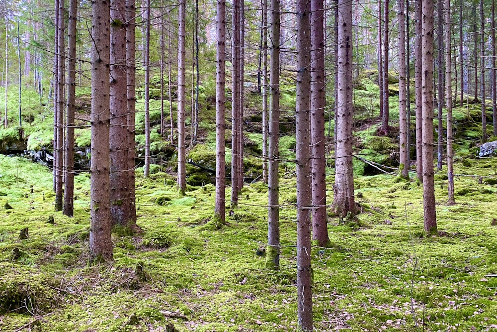 a forest filled with lots of tall trees