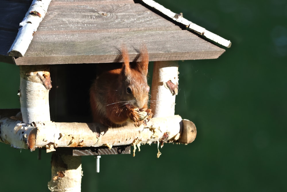 a squirrel eating food out of a bird house
