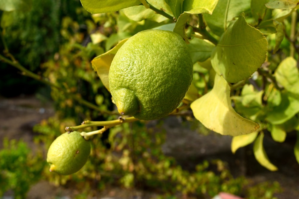 two limes hanging from a tree in a garden
