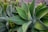 Large, pointed green agave plants with thick, fleshy leaves arranged in a rosette pattern. The leaves have a smooth texture and are edged with a subtle yellow tint. The backdrop consists of smaller green plants and a rustic stone surface, creating a natural garden setting.