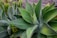 Large, pointed green agave plants with thick, fleshy leaves arranged in a rosette pattern. The leaves have a smooth texture and are edged with a subtle yellow tint. The backdrop consists of smaller green plants and a rustic stone surface, creating a natural garden setting.