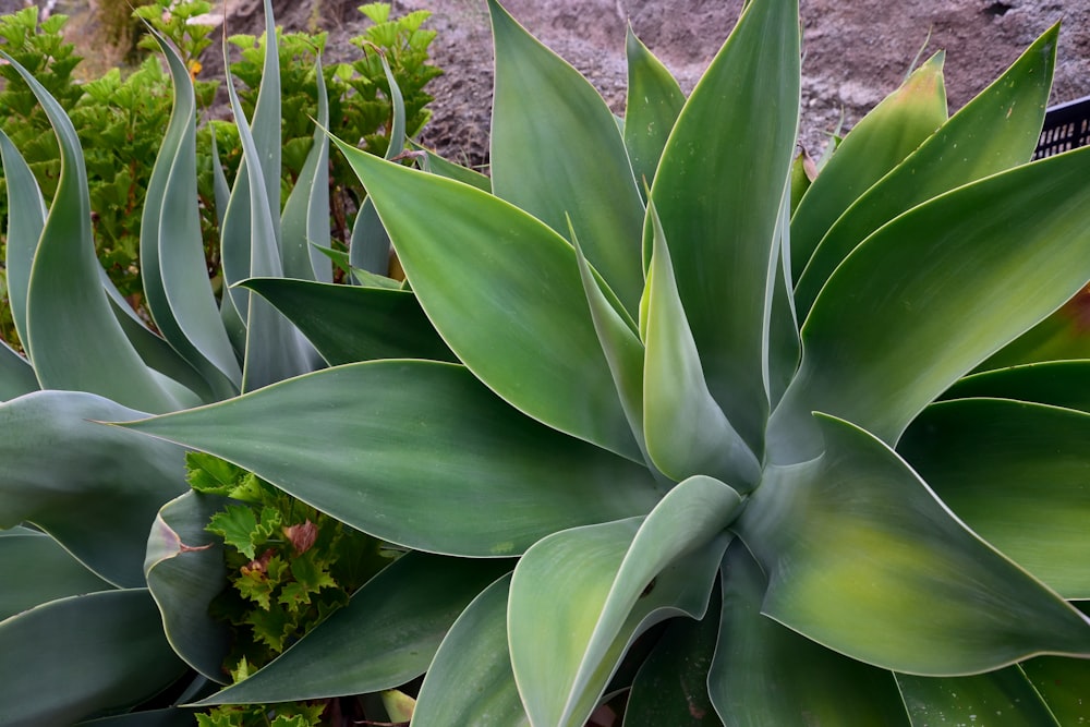 a close up of a plant with many leaves