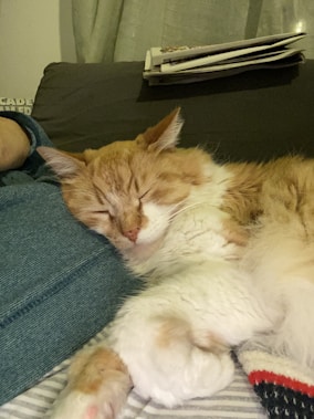 A fluffy orange and white cat is sleeping peacefully on a couch, resting its head on a person's blue-clad leg. There are folded papers on the couch in the background.