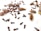 A collection of brown spices including cloves and cardamom pods scattered on a white surface. The cloves are small, dark, and have a distinctive shape with stems and heads. The cardamom pods are oblong with a rough texture, some of which are open to reveal small seeds inside. The arrangement of the spices is casual and spread across the image, creating an organic pattern.