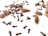 A collection of brown spices including cloves and cardamom pods scattered on a white surface. The cloves are small, dark, and have a distinctive shape with stems and heads. The cardamom pods are oblong with a rough texture, some of which are open to reveal small seeds inside. The arrangement of the spices is casual and spread across the image, creating an organic pattern.
