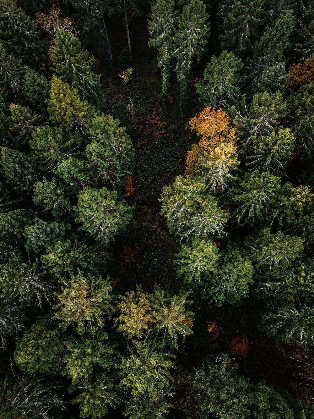 an aerial view of a forest with lots of trees