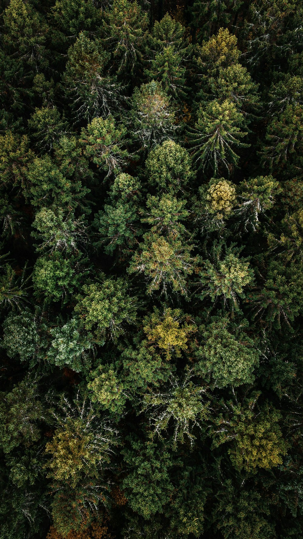 an aerial view of a forest with lots of trees