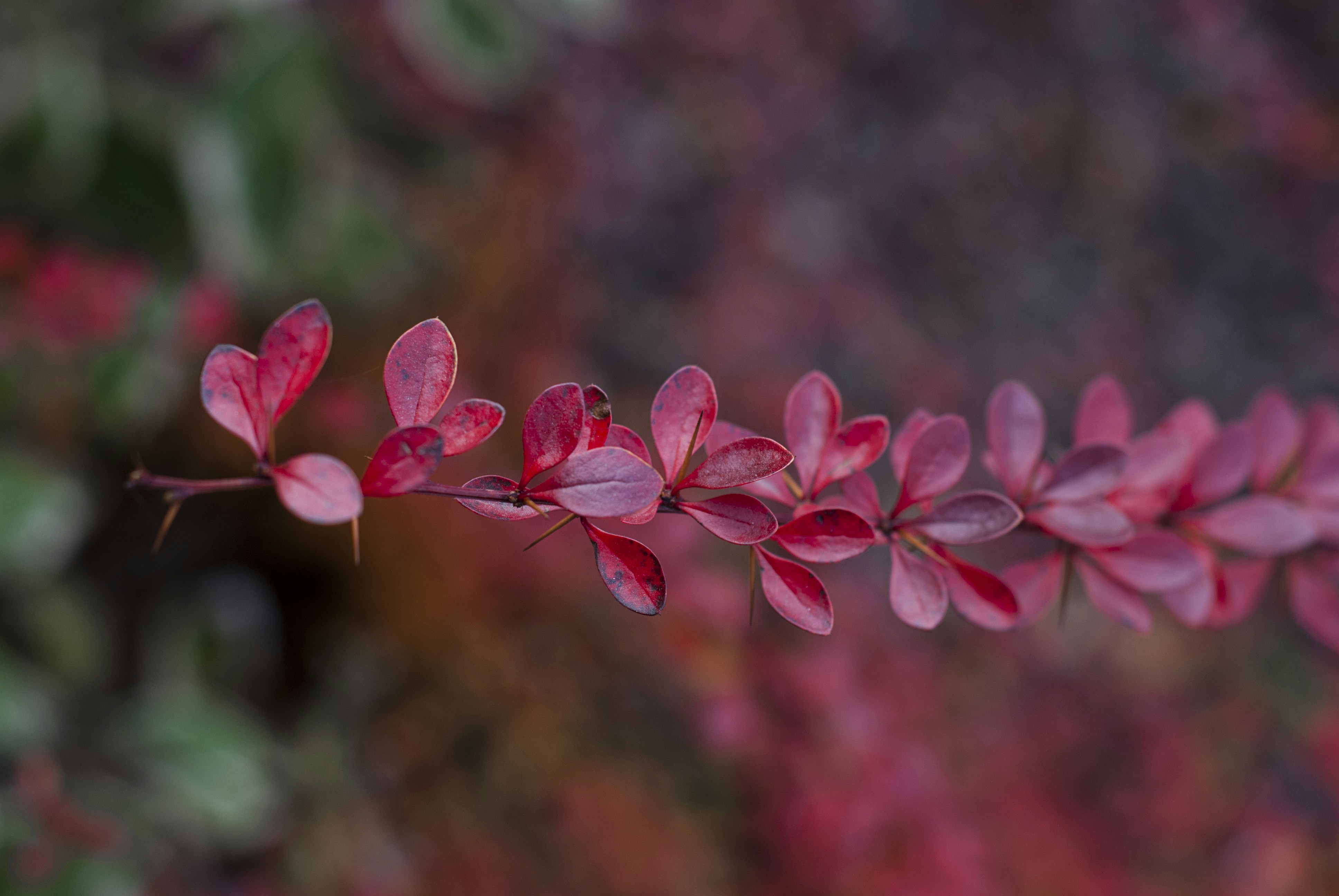 Photo by kovalskihelga