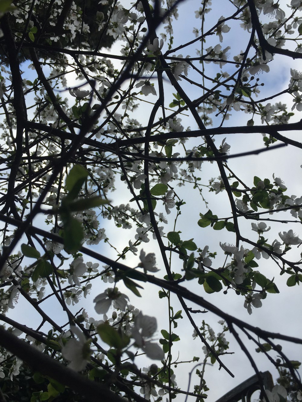 the branches of a tree with white flowers
