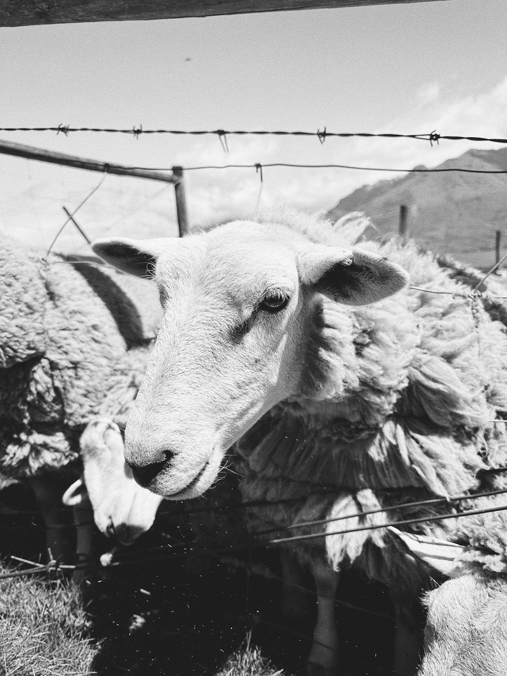 a black and white photo of sheep behind a barbed wire fence