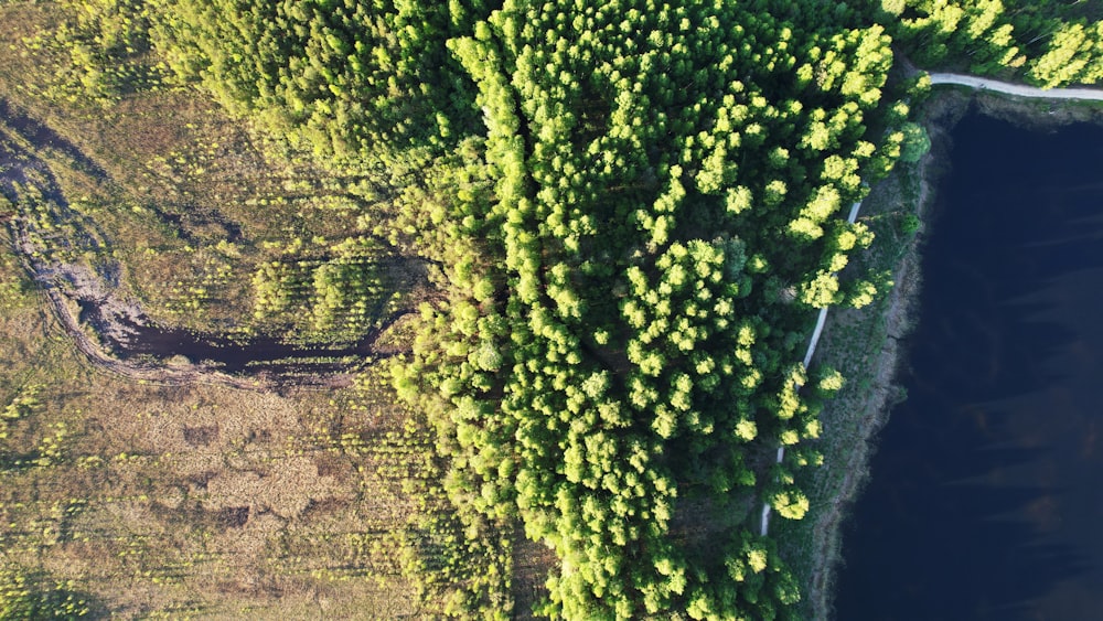 an aerial view of a forest and a body of water