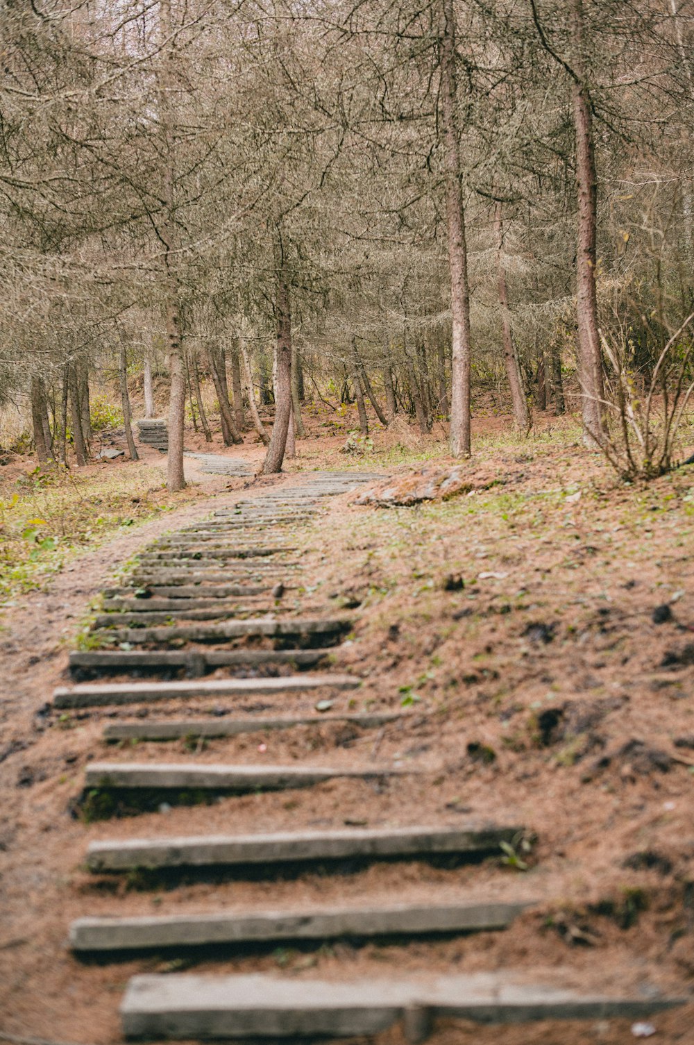 a set of stone steps leading to a forest