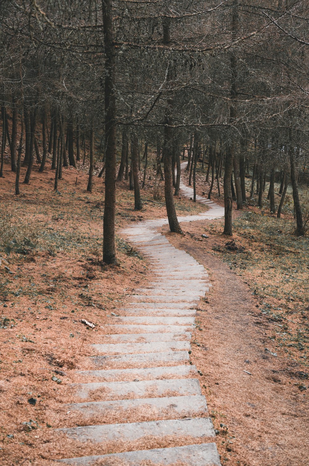 a stone path in the middle of a forest