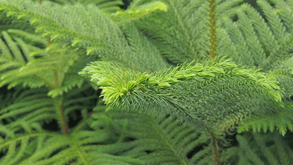 a close up of a green plant with lots of leaves