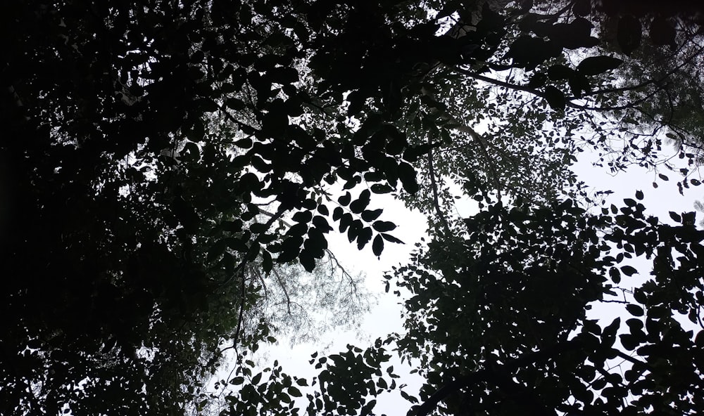 a black and white photo of trees and sky