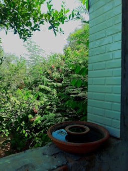 A lush green garden surrounds a rustic stone ledge, upon which a traditional clay water pot sits filled with water. The background is dominated by dense foliage, consisting of various types of green plants and a pale blue brick wall.