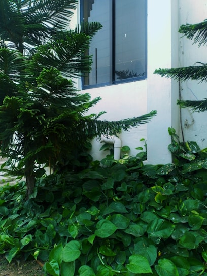 A lush arrangement of green plants and foliage surrounds a section of a building. There is a window above the plants and a white pipe is visible among the leaves. The plants include tall pine-like trees and dense ground-covering plants with broad leaves.