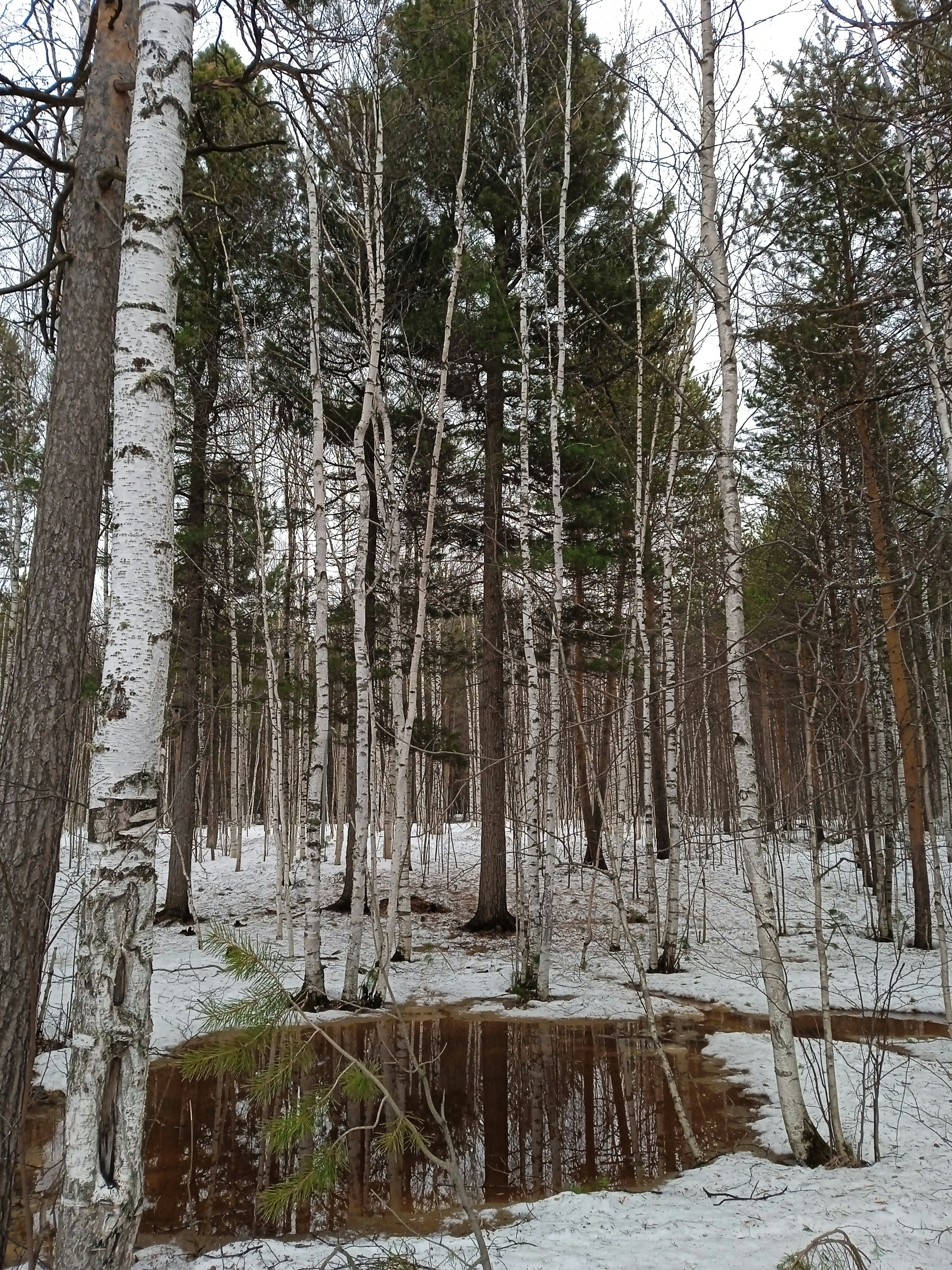 a forest filled with lots of trees covered in snow