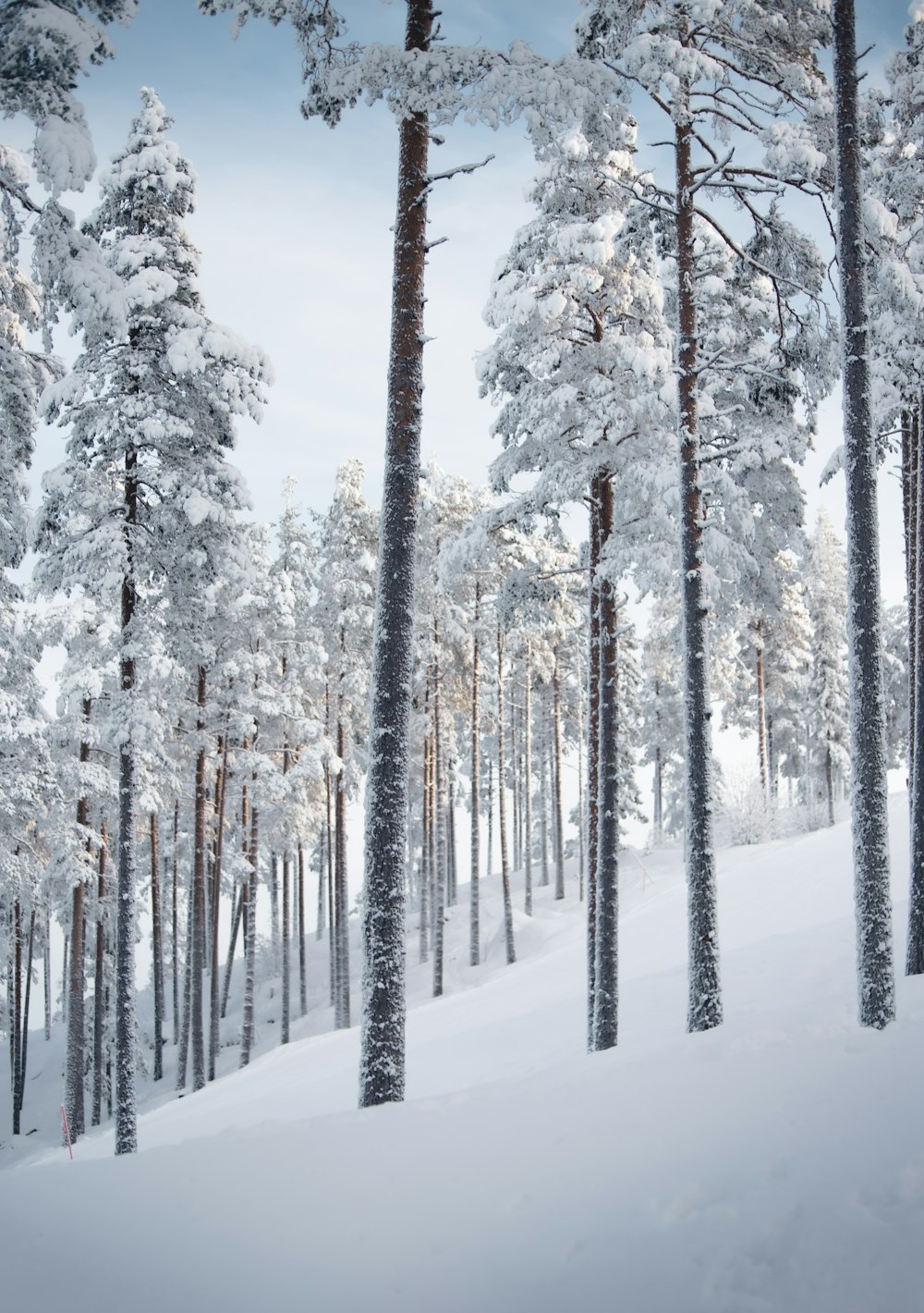 a snow covered forest filled with lots of trees