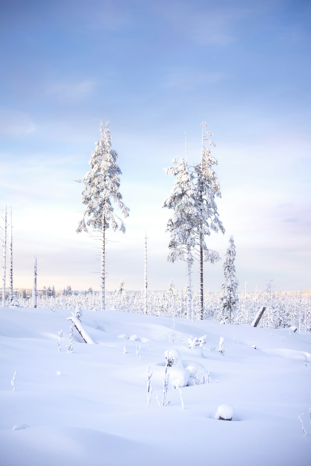 a snow covered field with trees in the background