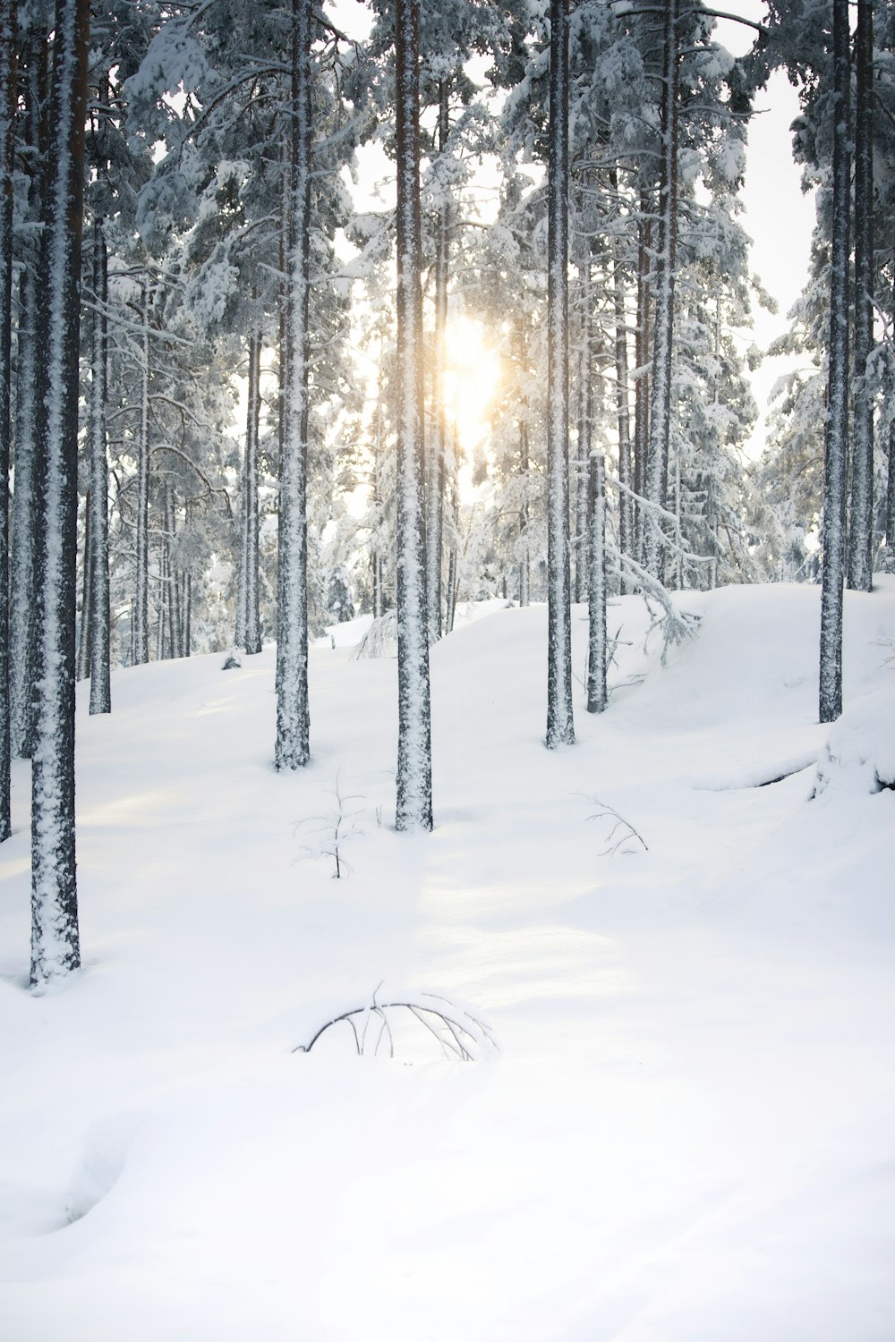 the sun is shining through the trees in the snow