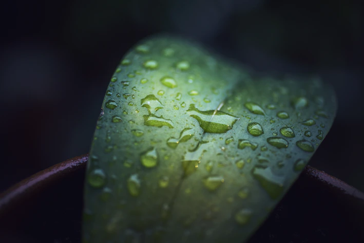 A lush green leaf with morning dew drops glistening in soft sunlight