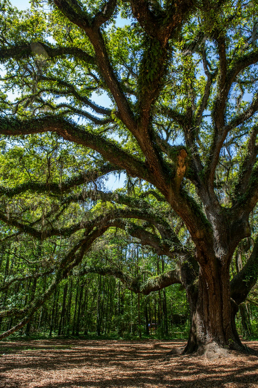 a large tree in the middle of a forest