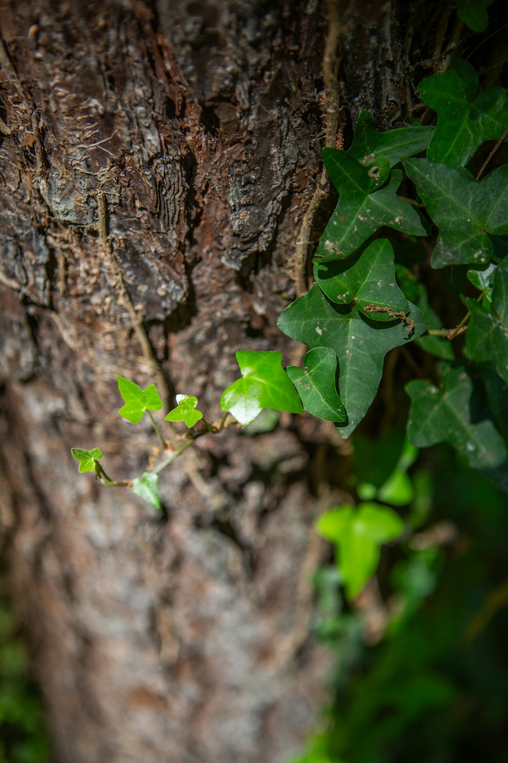 a close up of a tree trunk with green leaves