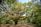 a large tree with lots of leaves in a park