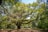 a large tree with lots of leaves in a park