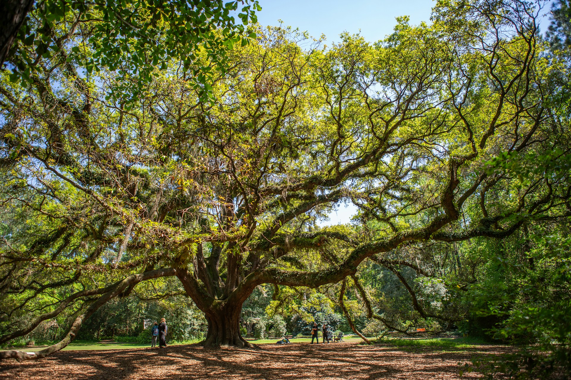 a large tree with lots of leaves in a park
