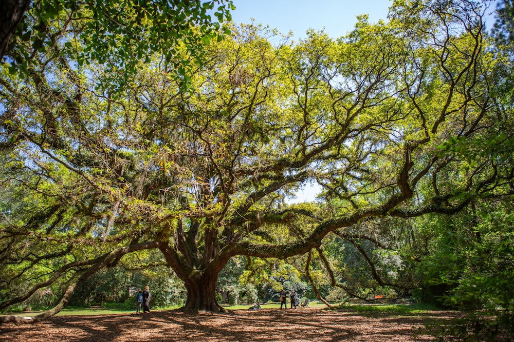 a large tree with lots of leaves in a park