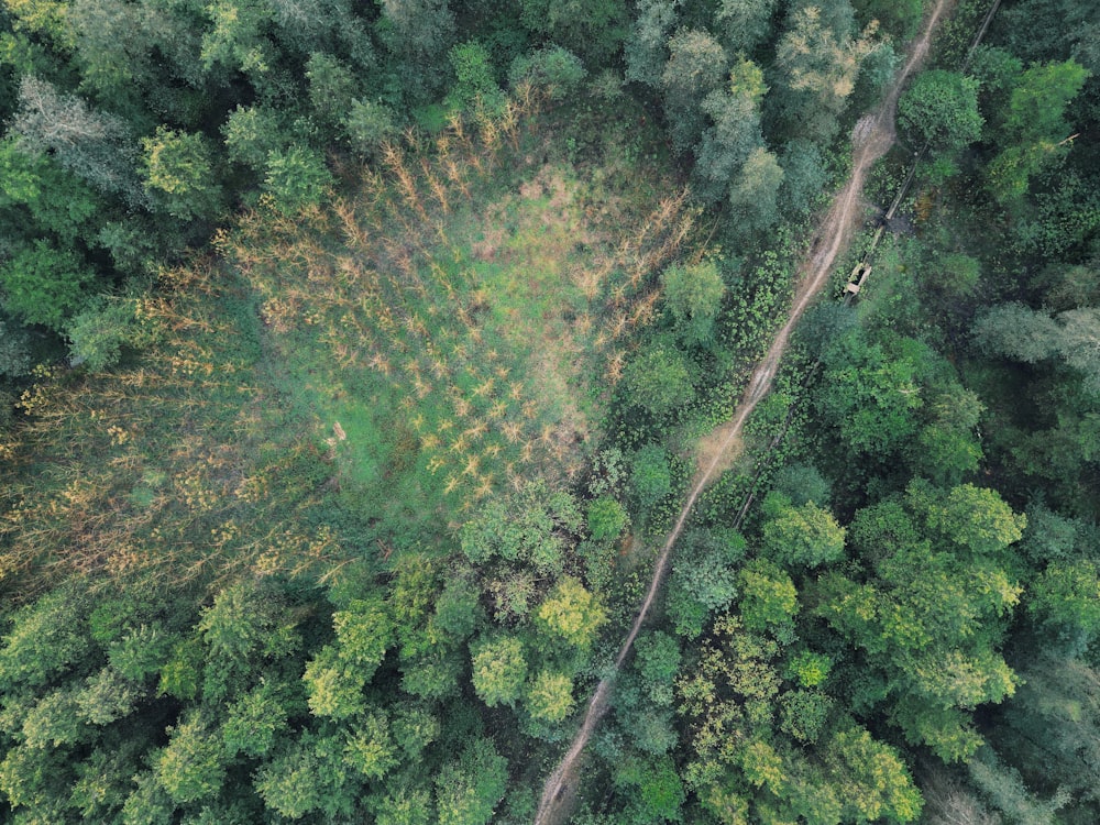 an aerial view of a forest with lots of trees